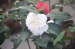 山茶花