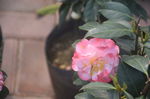 山茶花