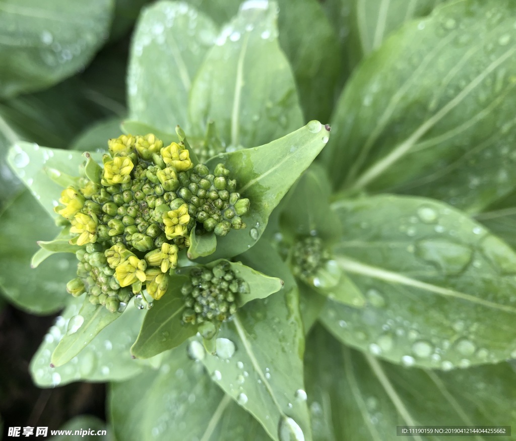 雨后菜花