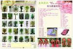 龙凤花卉传单