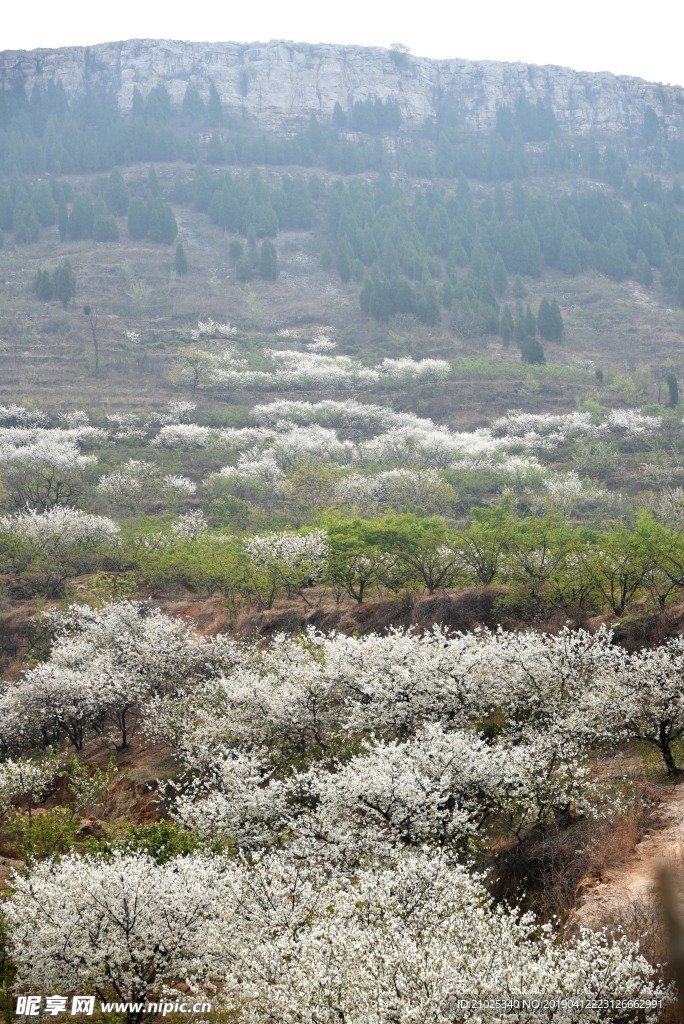 樱桃花