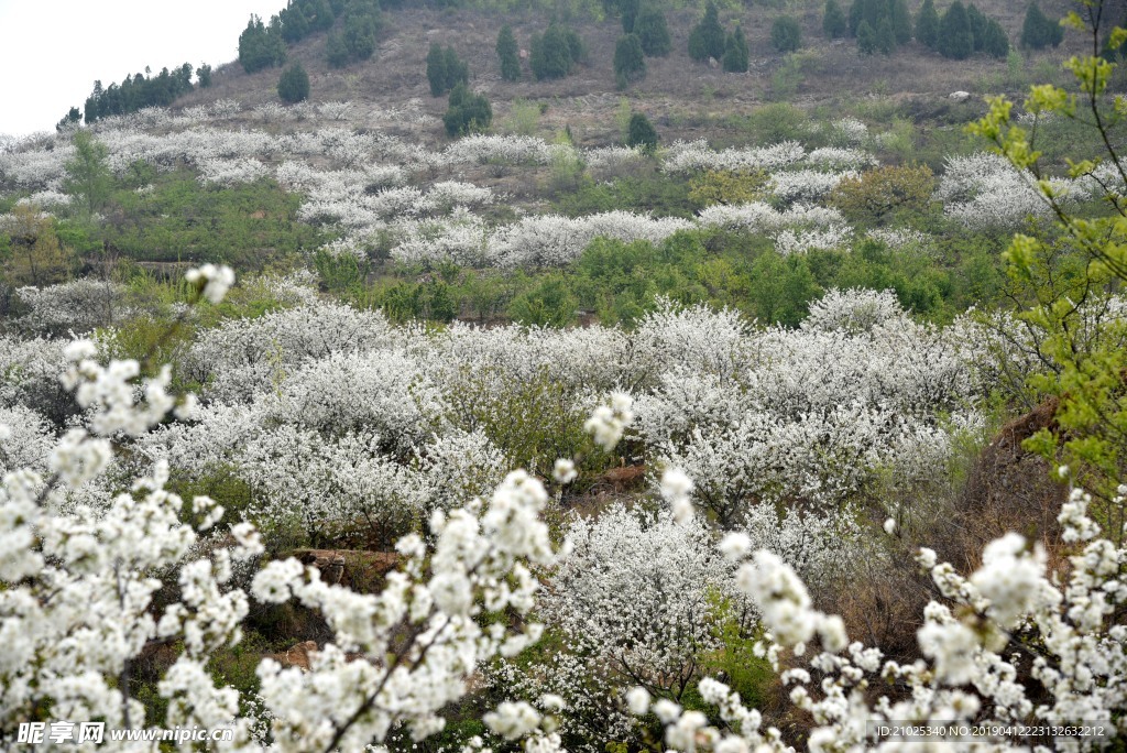 樱桃花