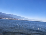 大理洱海 苍山洱海 海鸥 云南