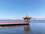大理洱海 苍山洱海 海鸥 云南
