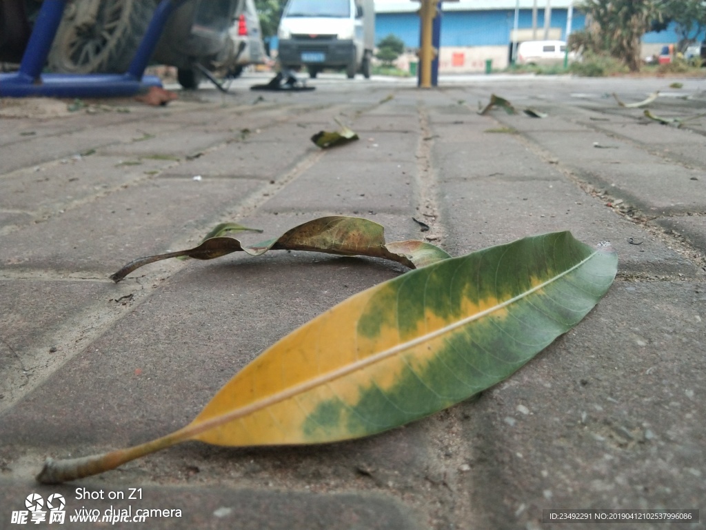 芒果树叶