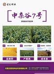 谷子DM单