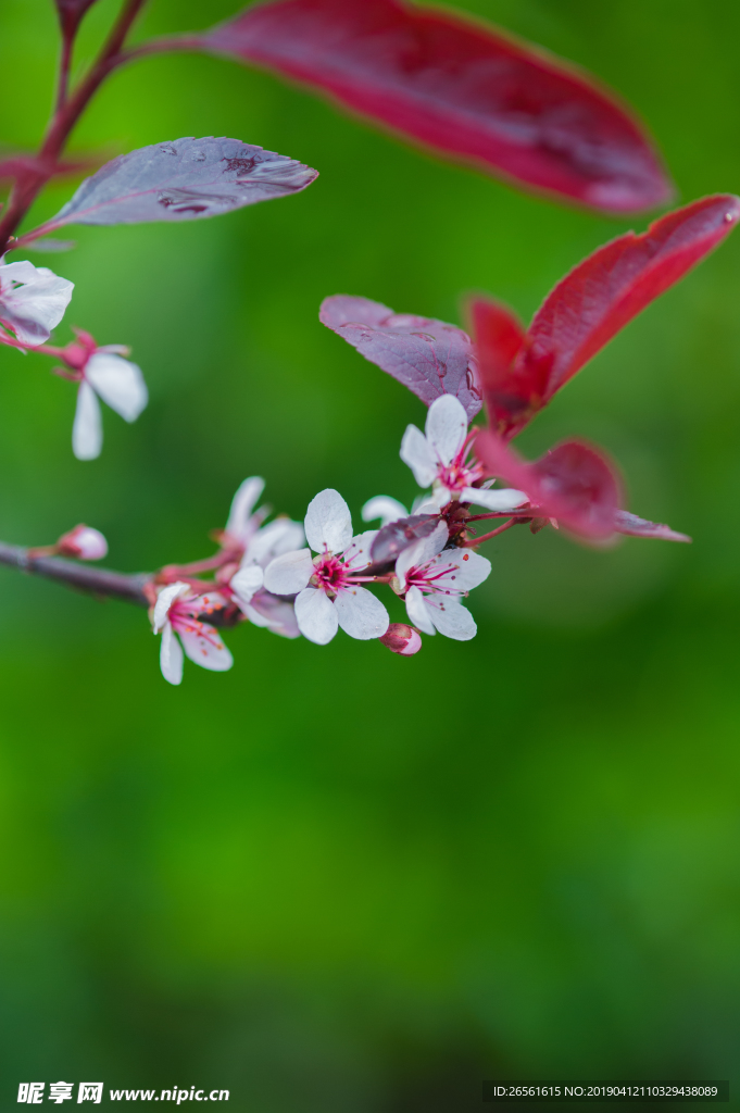 紫荆花