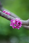紫荆花