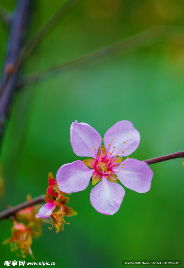 桃花开放