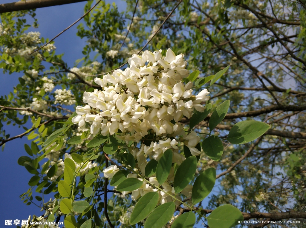 洋槐花