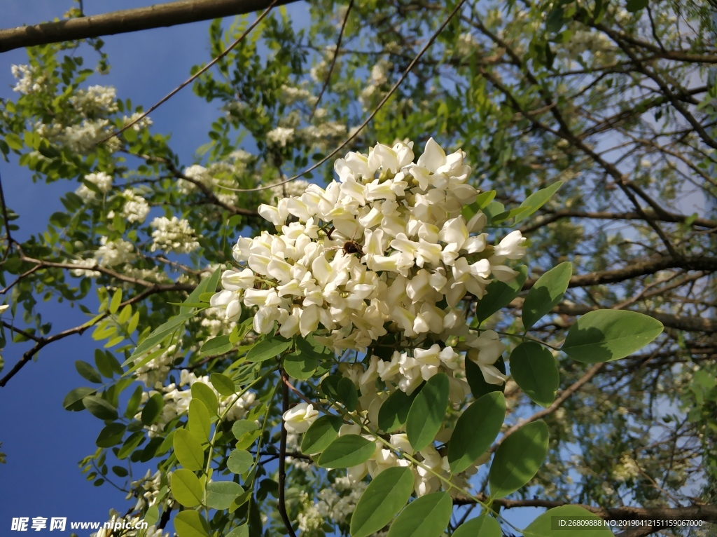 洋槐花