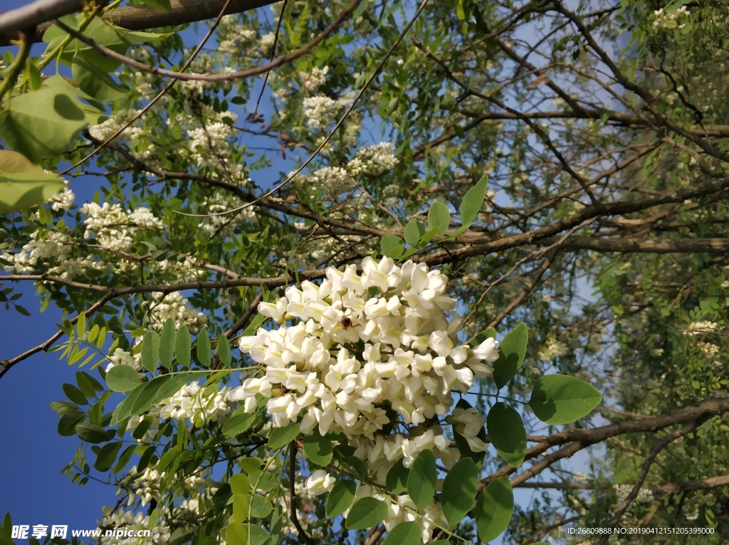 洋槐花