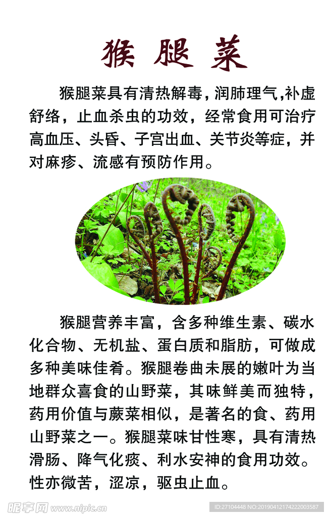 猴腿菜