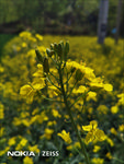 超清油菜花