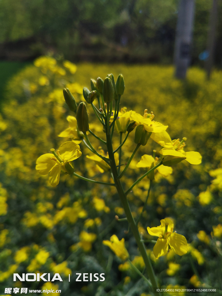 超清油菜花