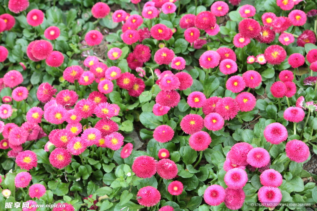 雏菊
