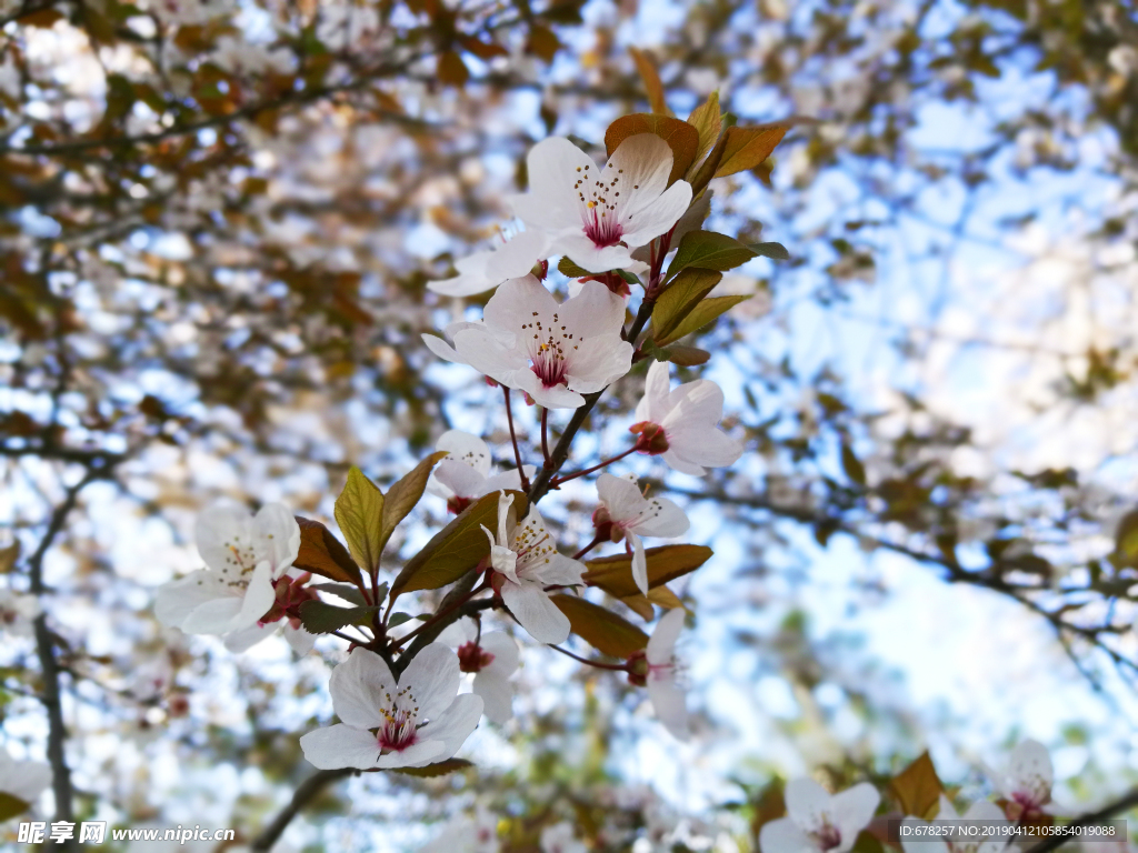 樱花