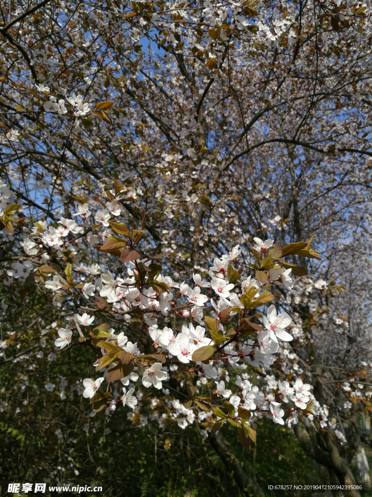 樱花