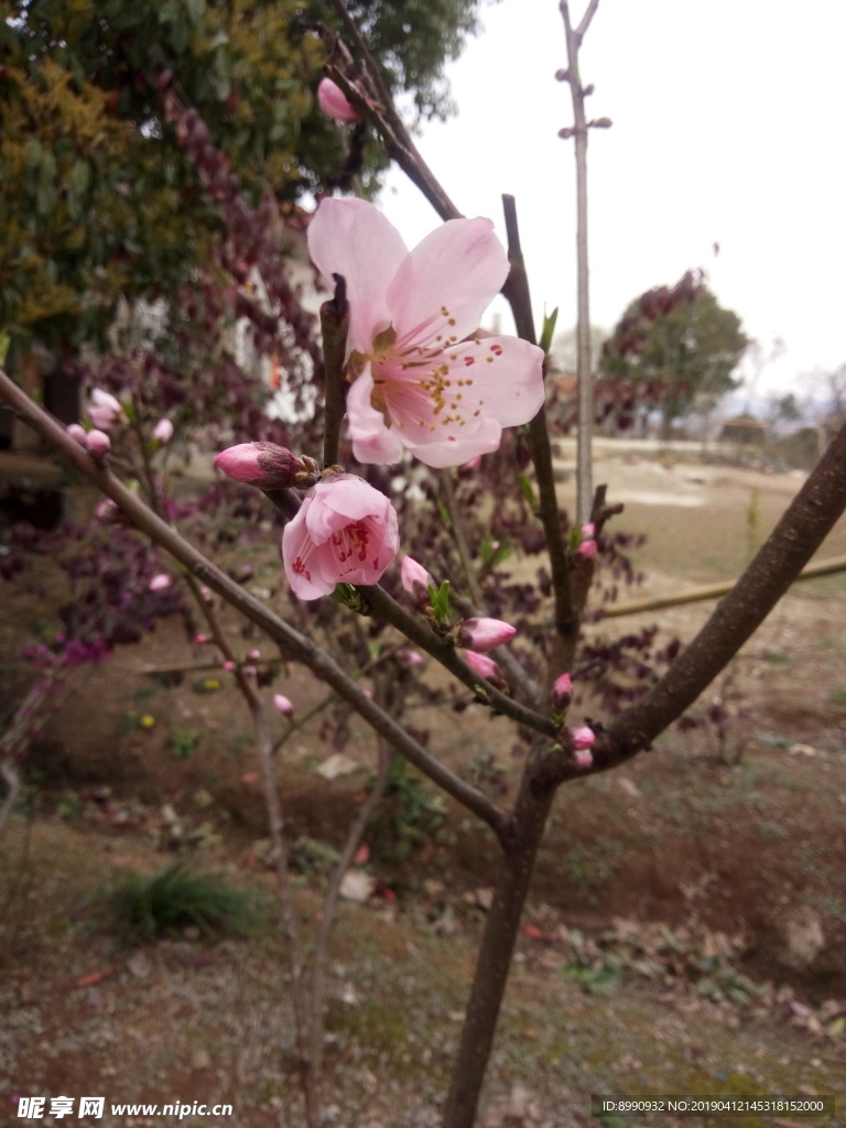 桃花