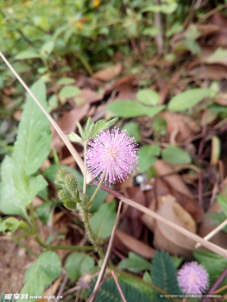 花草树叶