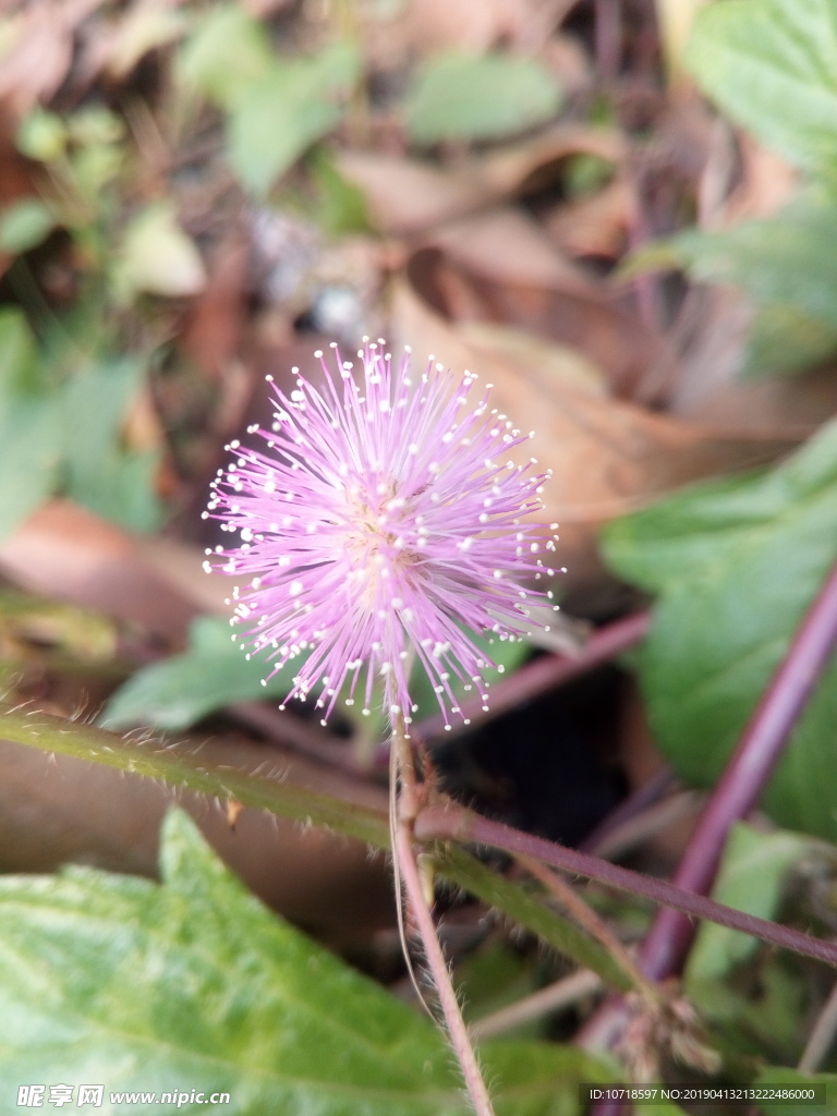 花草树叶