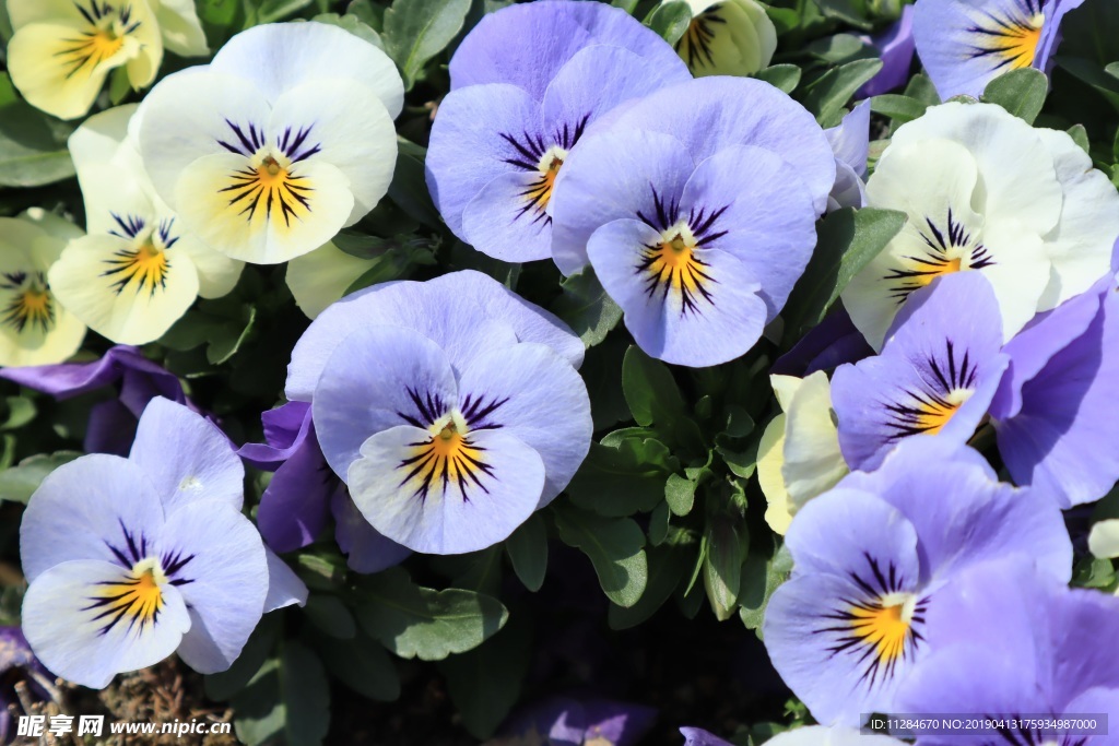 紫色潘茜花