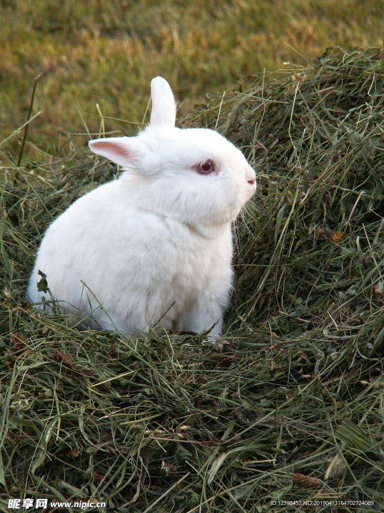 兔子