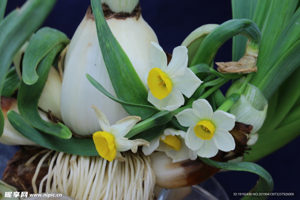 水仙花