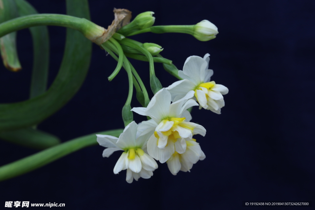 水仙花