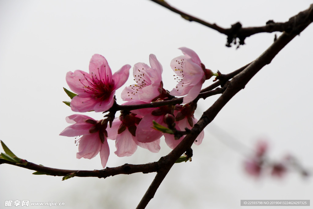 一支桃花