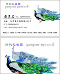 孔雀养殖业名片