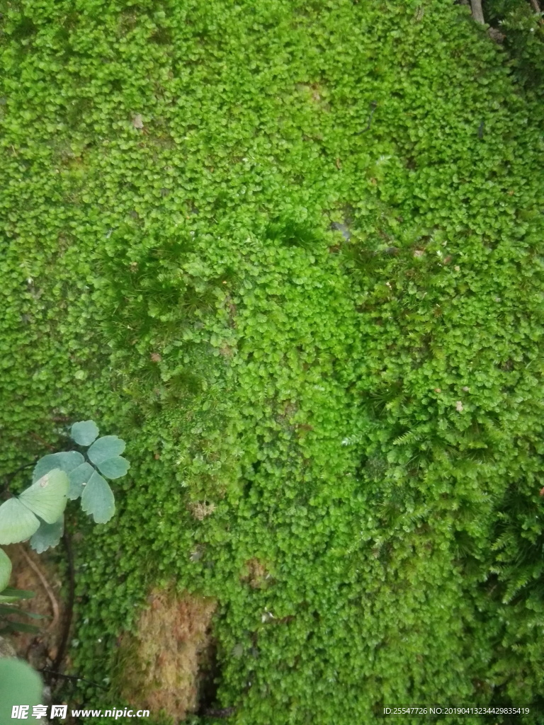 青苔