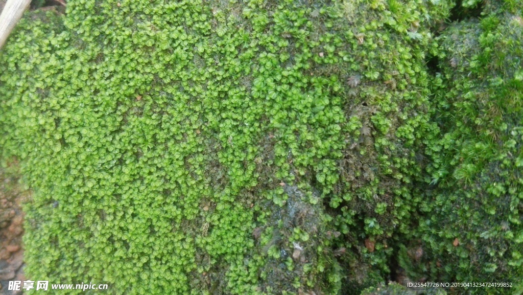 青苔