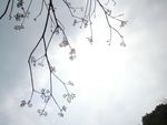 蓝天