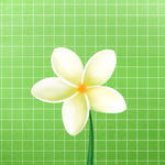 鸡蛋花