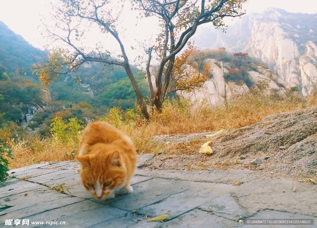 猫咪