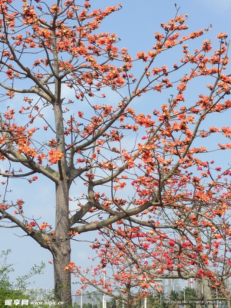 一树木棉花