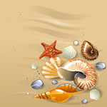 精美沙滩奇观贝壳海螺素材