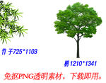 竹子树素材