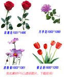 花朵透明素材