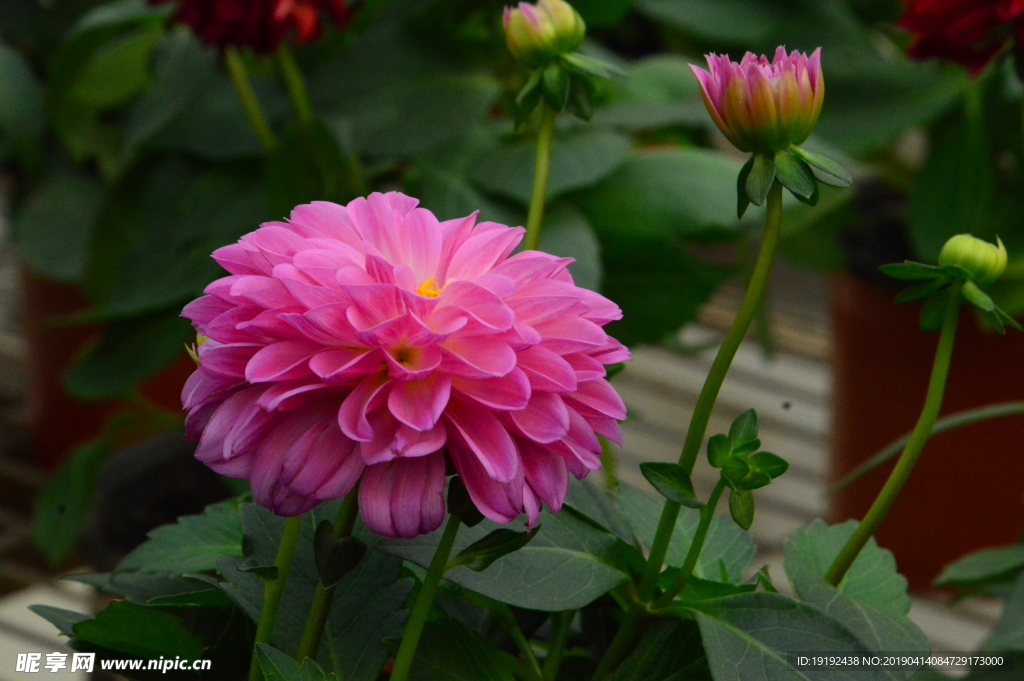 小丽花