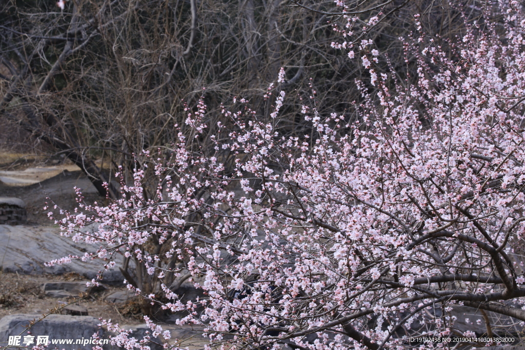 植物园山桃花