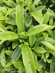 草丛