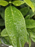 雨滴