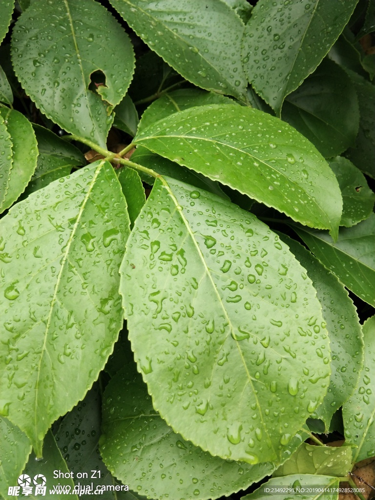 雨后树叶