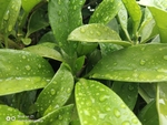 雨中的叶子