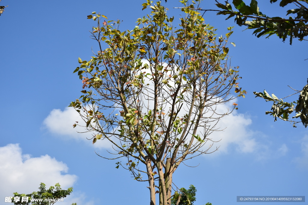 植物 蓝天 白云 树木 摄影图