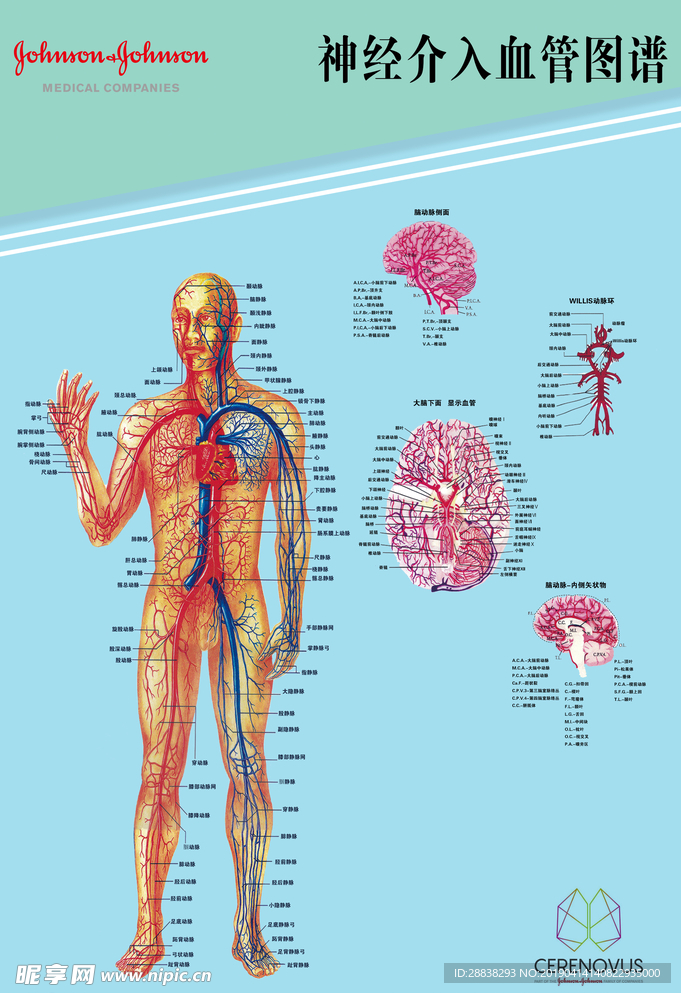 神经介入血管图