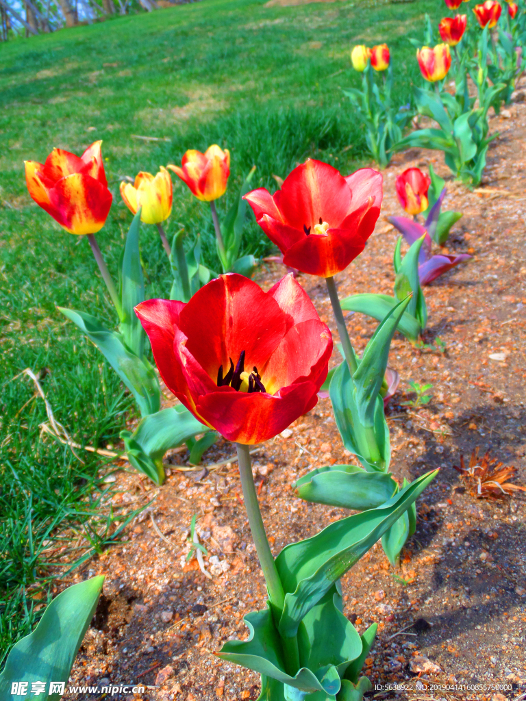 郁金香花