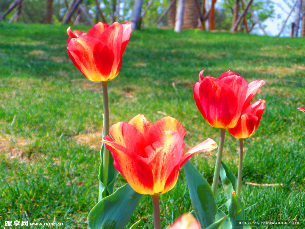 郁金香花